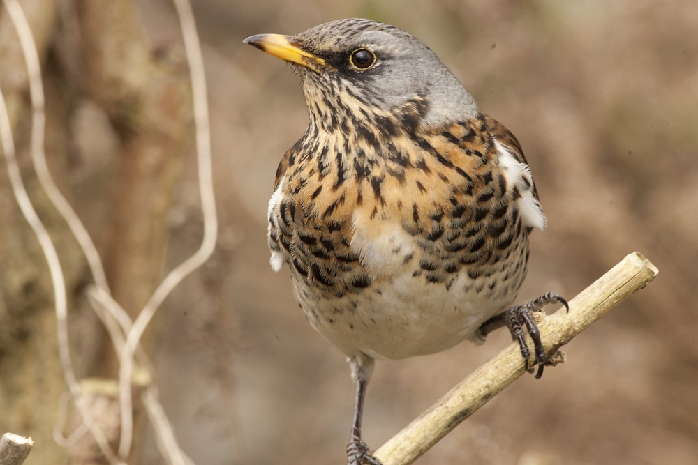 Fieldfare bird photo