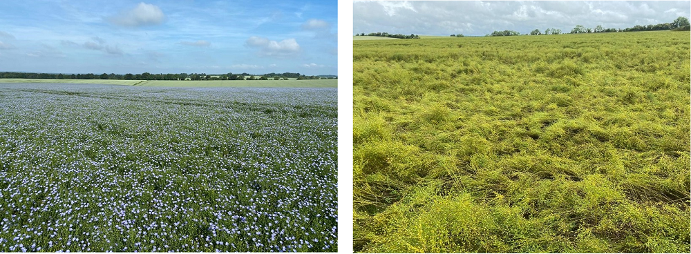 field of blue flowering linseed