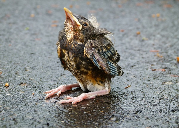 Fledgling bird on the ground