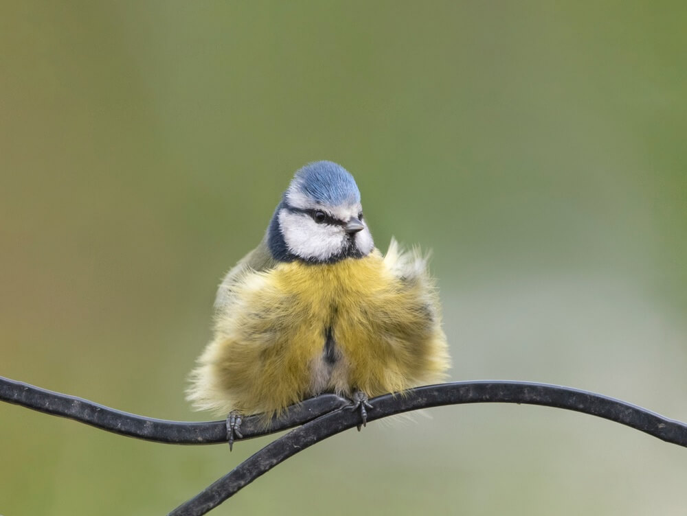 Bird with fluffed up feathers