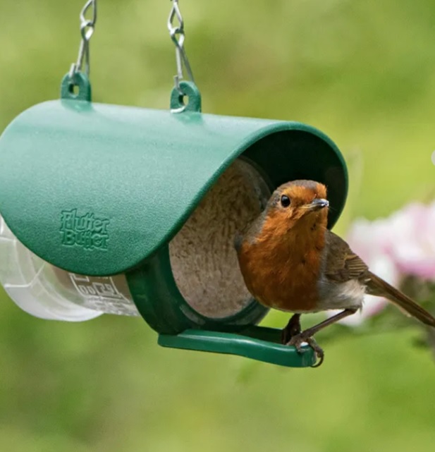 Robin on Flutter Butter feeder