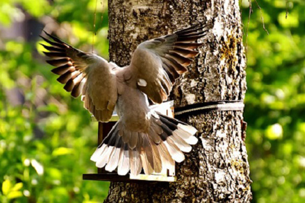 Bird feeding in garden