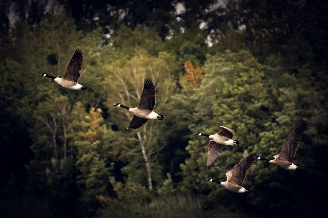 Birds migrating