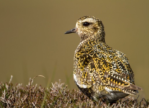 Golden plover