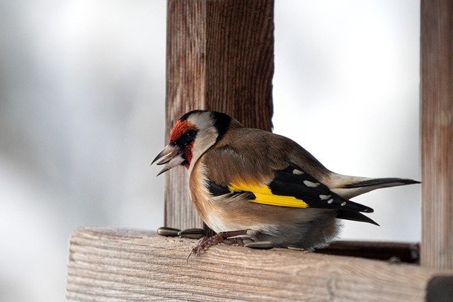 goldfinch feeding