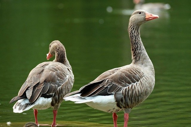 greylag goose