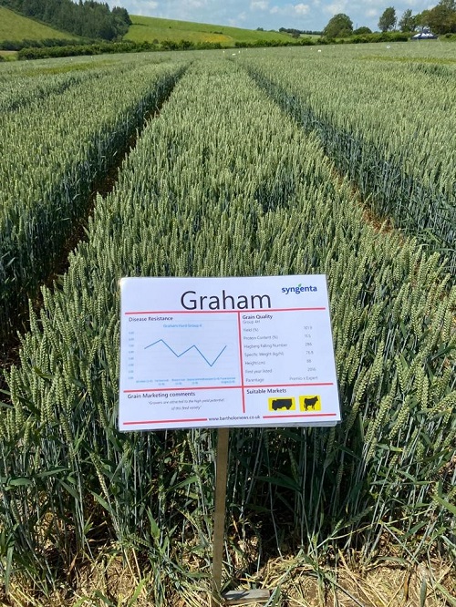 graham wheat