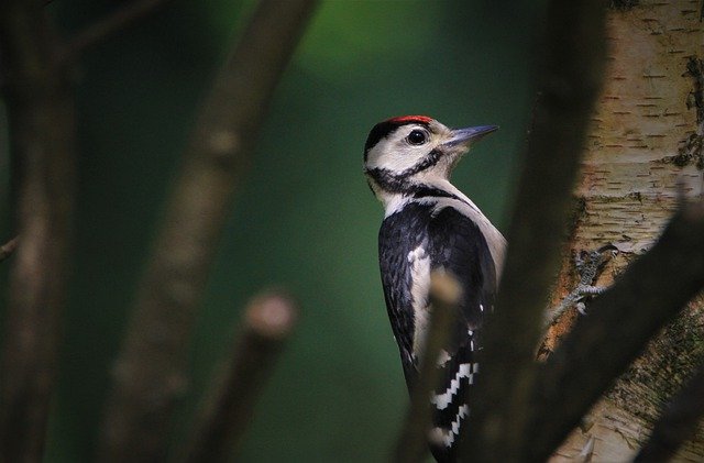 woodpecker