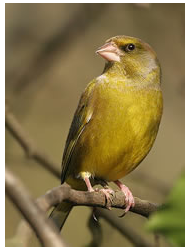 greenfinch