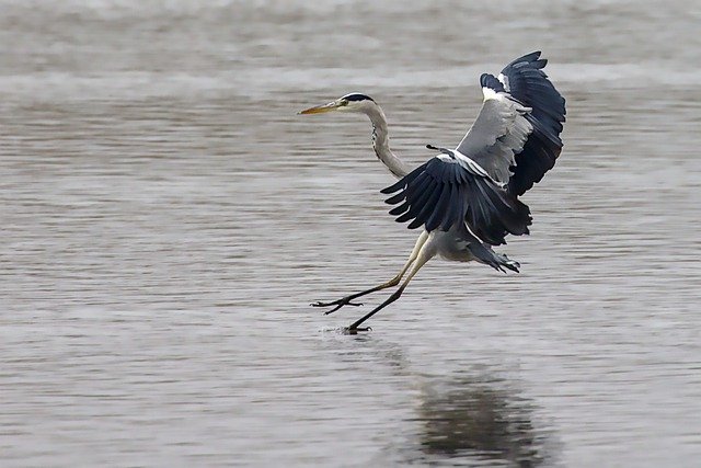 grey heron