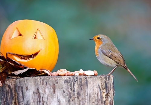Halloween offers for birds and bats