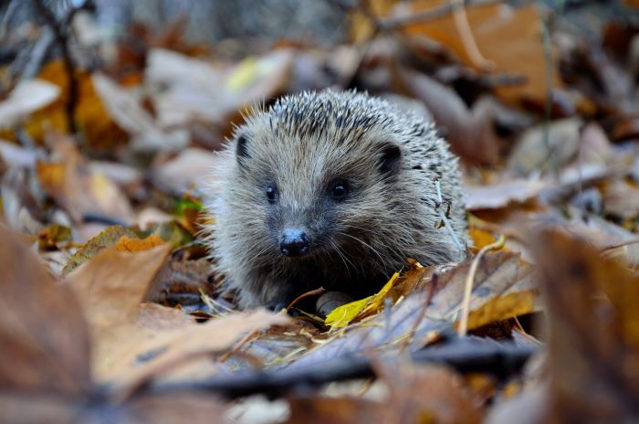hedgehog awareness week