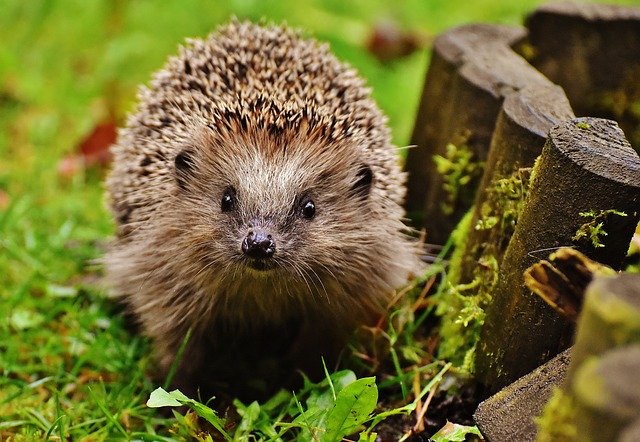 hedgehog in the grass - what can you feed hedgehogs
