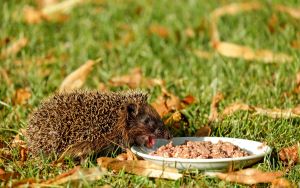 how to protect hedgehogs
