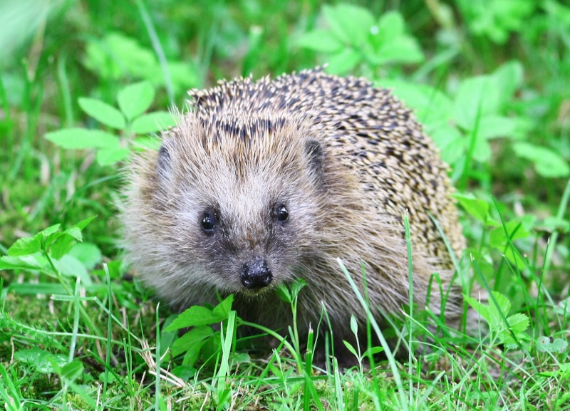 Hedgehog