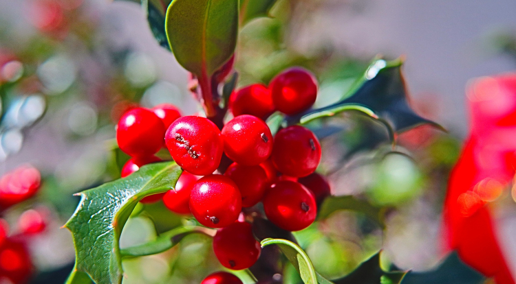 are red holly berries poisonous to dogs