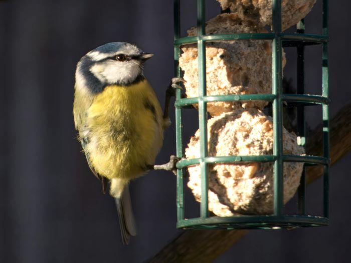 how to make your own bird food