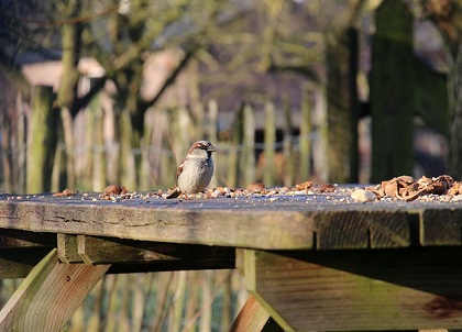 what is the best bird tabe for my garden