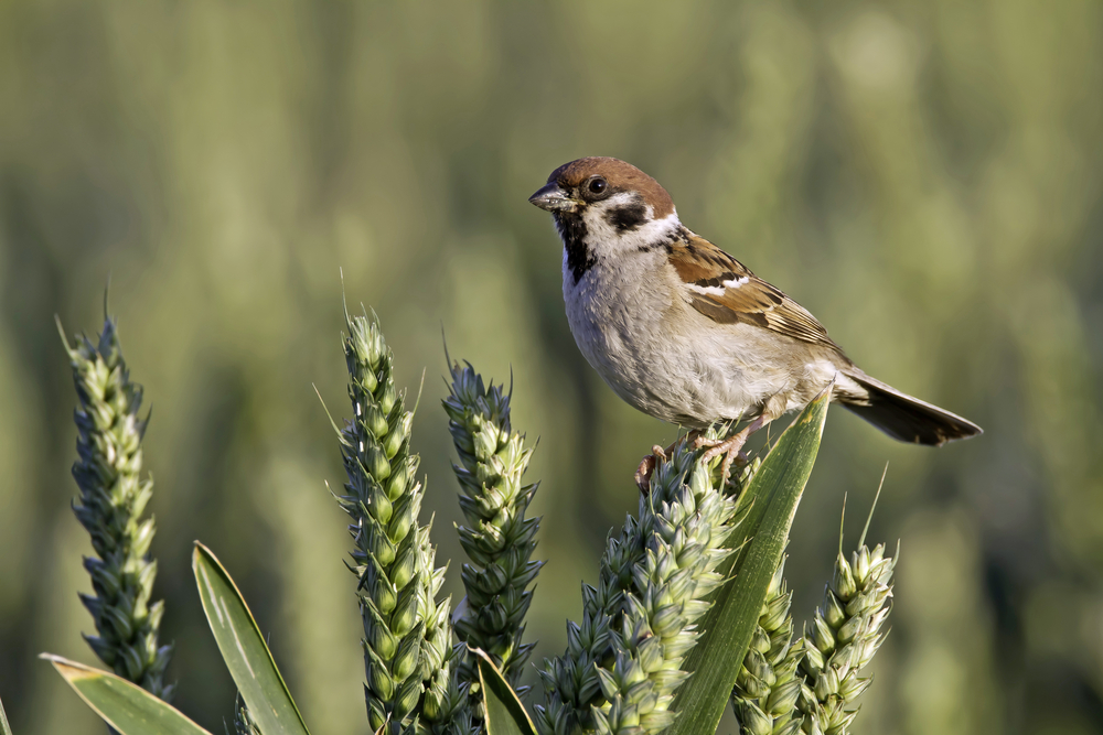 house sparrow