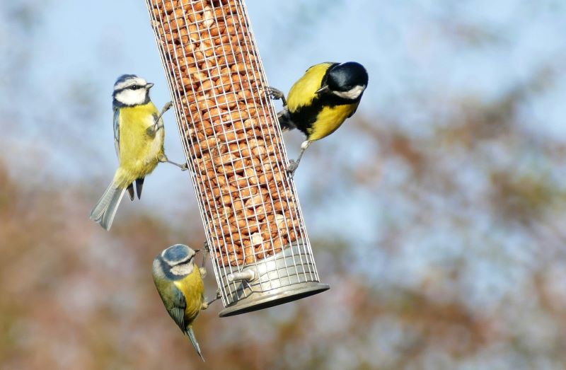 How to Feed the Birds for Less