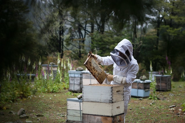 how to save the bees
