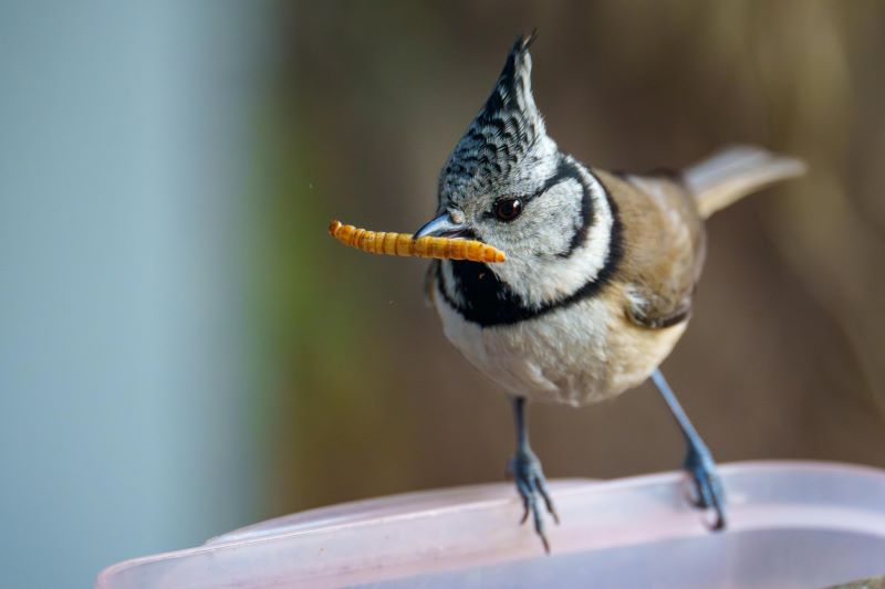 How to Store Live Mealworms