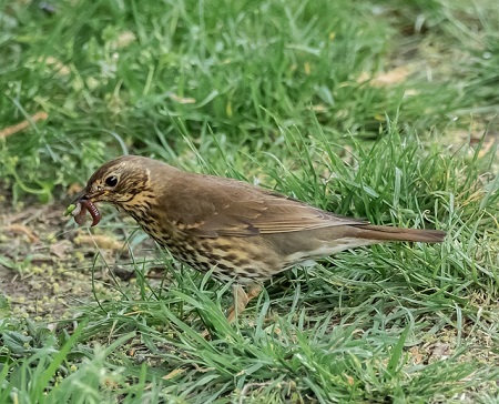 what do song thrushes eat