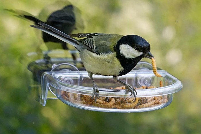 are window bird feeders safe