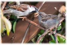 sparrows enjoying live mealworms