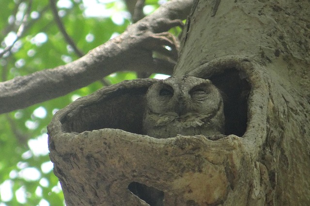 Indian scops owl