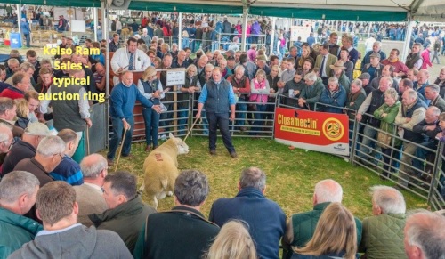 Kelso Ram Sales