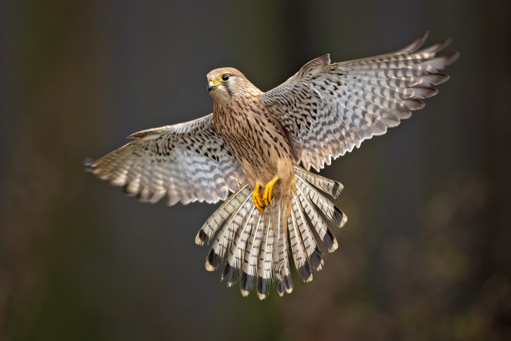 kestrel