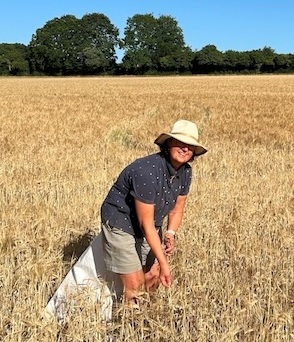 Lesley pulling wild oats