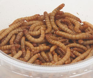 dish of live mealworms for wild birds