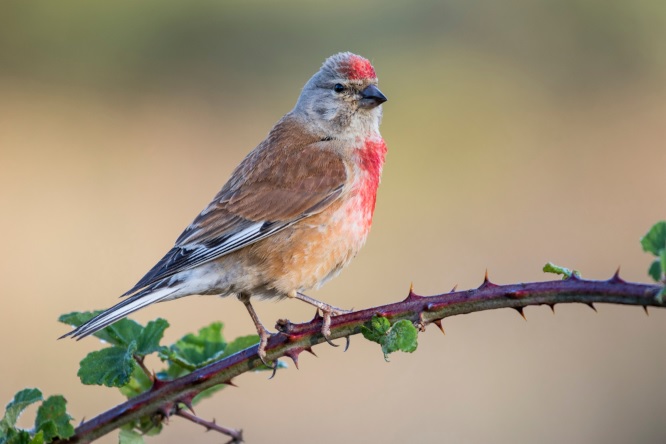 Male linnet bird