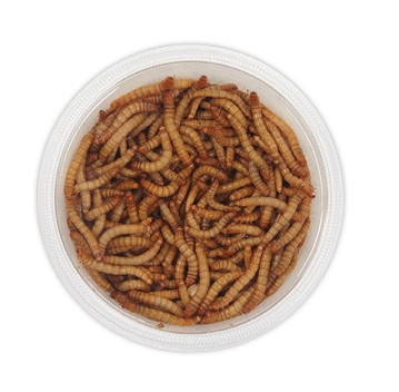 Bird Feeding Tips: Live Mealworms and Wax Worms