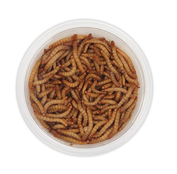 Mealworms