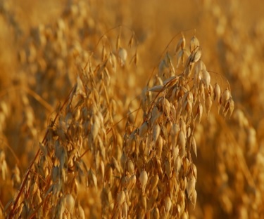 Naked oats