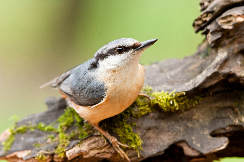 nuthatch bird