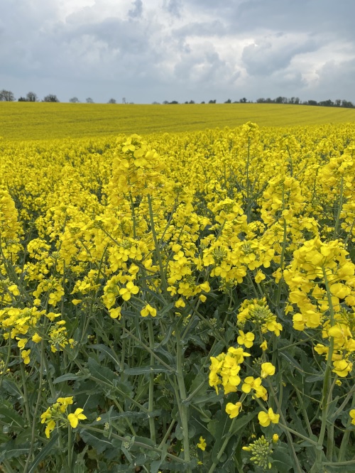 Oil seed rape crop