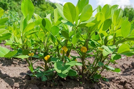 peanut plant