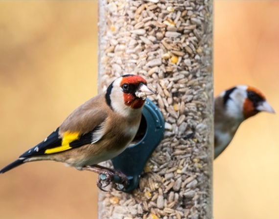 Really Wild Bird Food