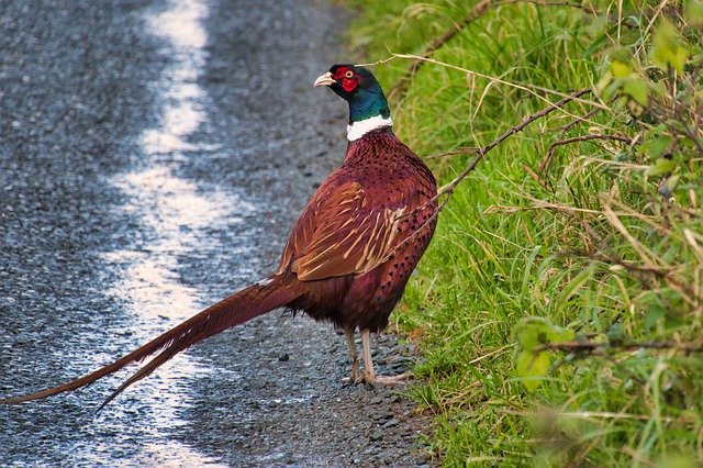 pheasant