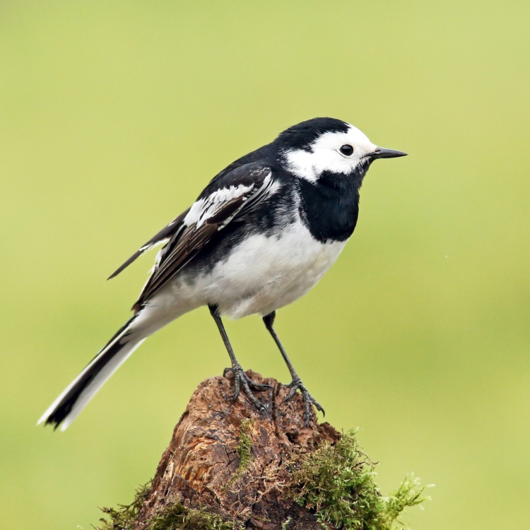 pied wagtail bird