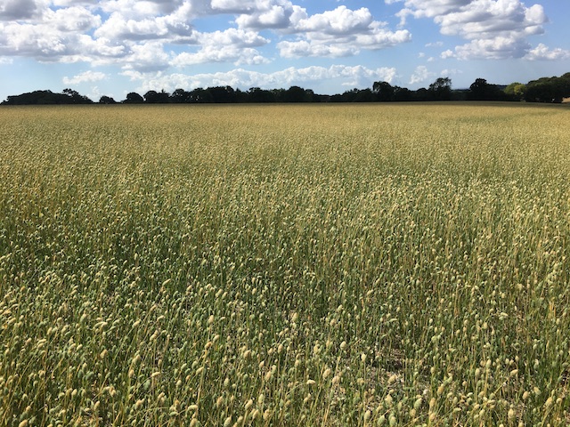 Plain canary seed