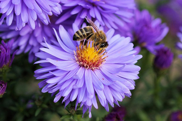 bee friendly flowers