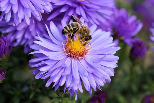 how to help bees