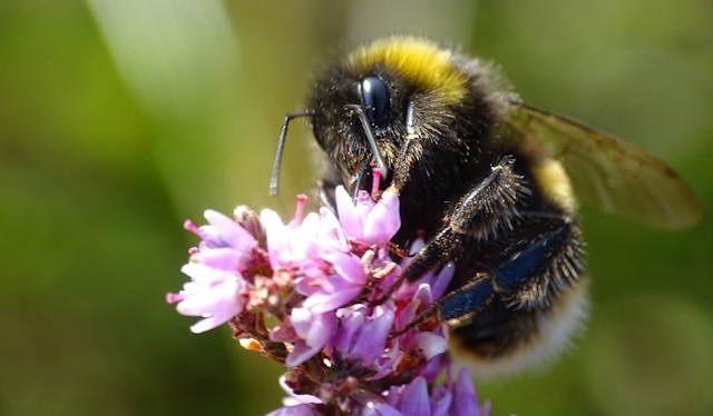 Bumblee on flower