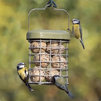Premium suet feeder