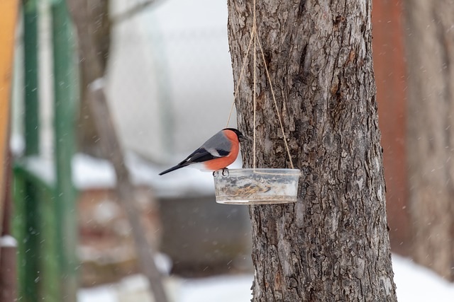 Bird feeder in winter